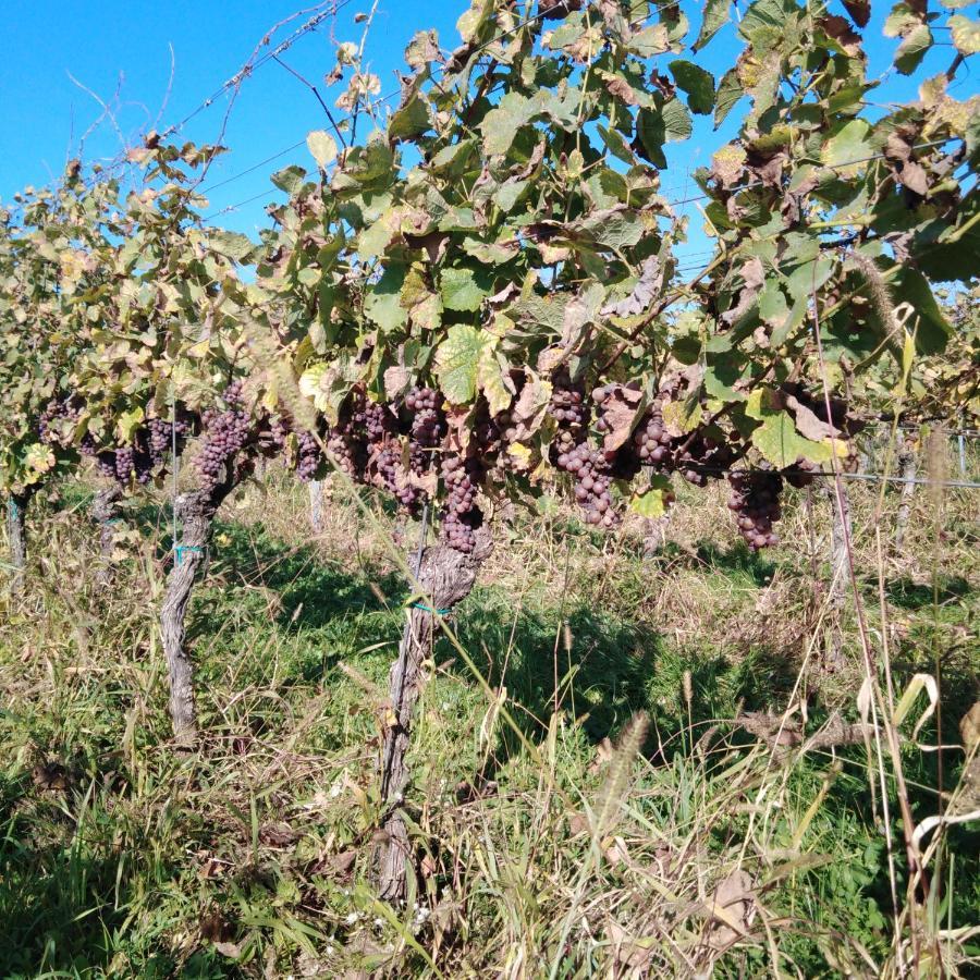 Vinný sklep Kovárna - Nad Presovnou Rohatec Exterior foto